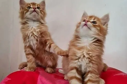 Maine Coon, Świętokrzyskie, Drygulec