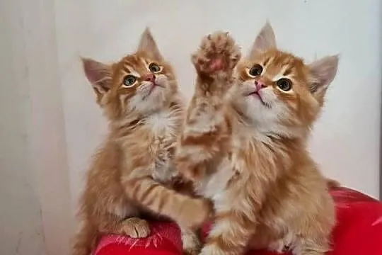 Maine Coon, Świętokrzyskie, Drygulec