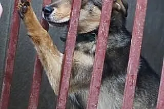 Lonia - cudna, kochana, 4 miesięczna sunieczka