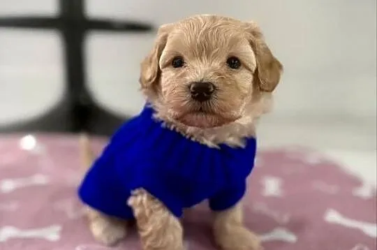 Maltipoo chłopiec