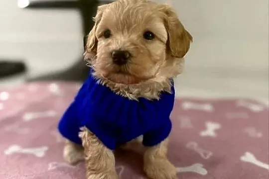 Maltipoo chłopiec, Małopolskie, Wadowice