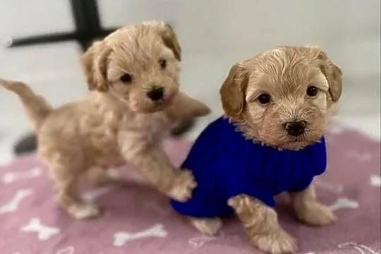 Maltipoo chłopiec, Małopolskie, Wadowice