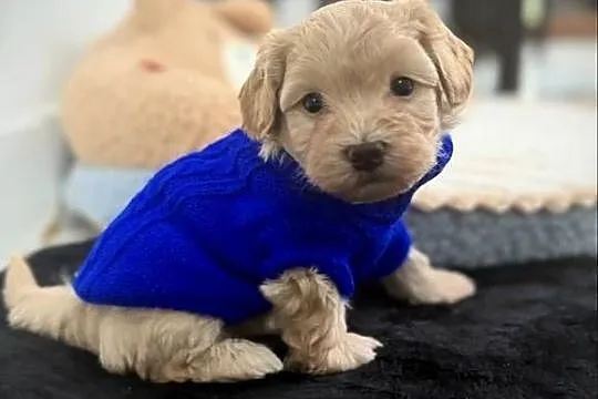 Maltipoo chłopiec, Małopolskie, Wadowice
