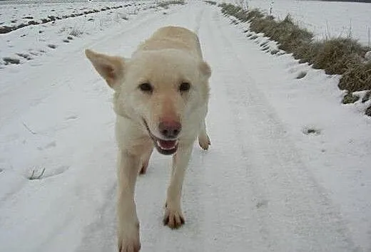 Suri - niezwykły psiak w typie husky szuka domu,