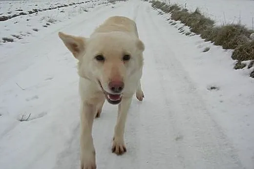 Suri - niezwykły psiak w typie husky szuka domu,  