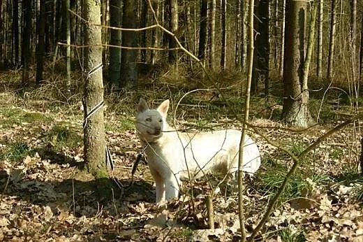 Suri - niezwykły psiak w typie husky szuka domu,  
