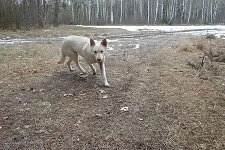 Suri - niezwykły psiak w typie husky szuka domu,  