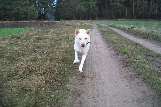 Suri - niezwykły psiak w typie husky szuka domu,  