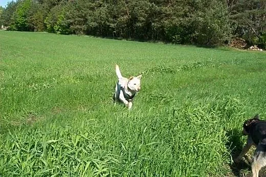 Suri - niezwykły psiak w typie husky szuka domu,  