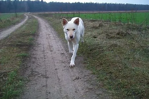 Suri - niezwykły psiak w typie husky szuka domu,  