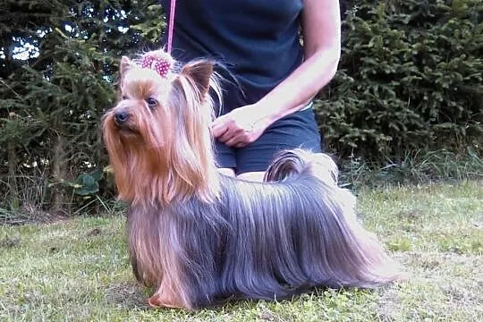 Yorkshire terrier reproduktor