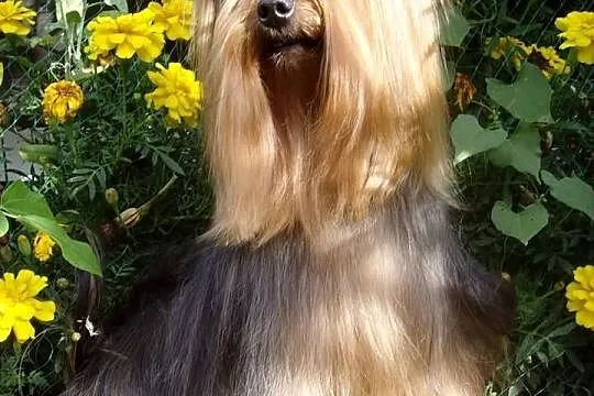 Yorkshire terrier reproduktor