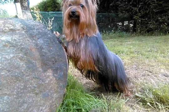 Yorkshire terrier reproduktor