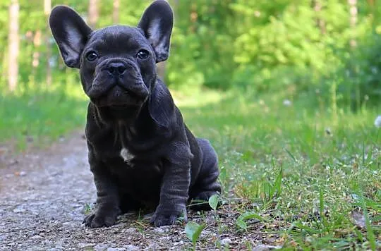 Buldog Francuski szczenię - niebieski ( blue ) , Osięciny