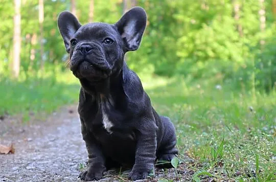 Buldog Francuski szczenię - niebieski ( blue ) , Osięciny