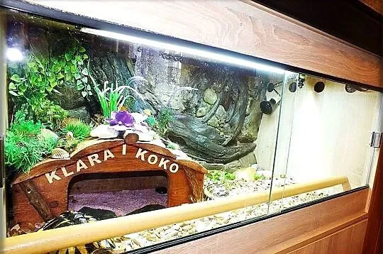 Duże Terrarium z szafką + Żółw Grecki i Stepowy z dokumentami + wyposażenie