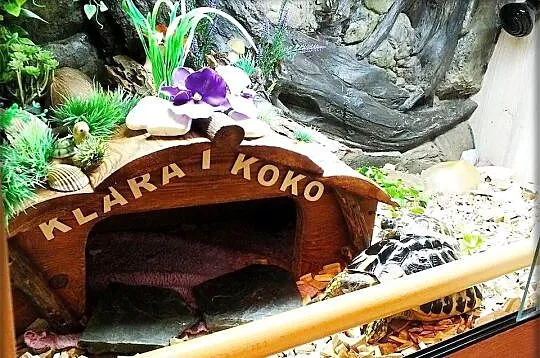 Duże Terrarium z szafką + Żółw Grecki i Stepowy z dokumentami + wyposażenie, Lubuskie, Lubsko