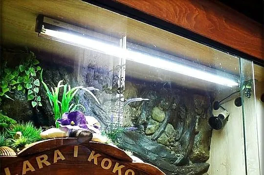 Duże Terrarium z szafką + Żółw Grecki i Stepowy z dokumentami + wyposażenie, Lubuskie, Lubsko