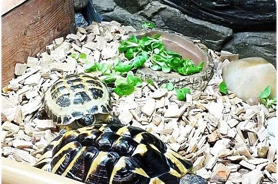 Duże Terrarium z szafką + Żółw Grecki i Stepowy z dokumentami + wyposażenie, Lubuskie, Lubsko