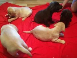Urocze szczenięta labradora gotowe do adopcji...............