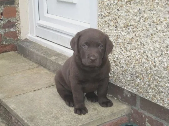 Urocze szczenięta labradora gotowe do adopcji..............., , Warszawka