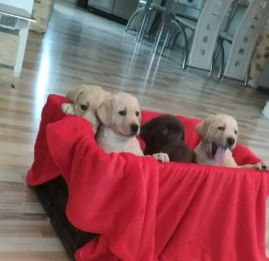 Urocze szczenięta labradora gotowe do adopcji..............., , Warszawka