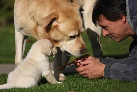 Urocze szczenięta labradora gotowe do adopcji..............., , Warszawka