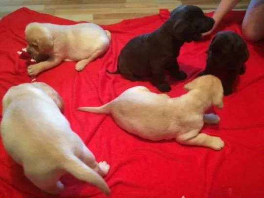 Urocze szczenięta labradora gotowe do adopcji...............