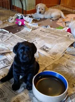 Urocze szczenięta labradora gotowe do adopcji..............., , Warszawka