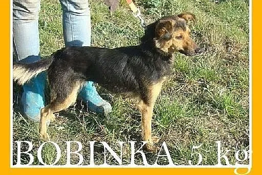 Mikrosuczka, 5 kg,łagodna,wesoła,tulaśna BOBINKA.A