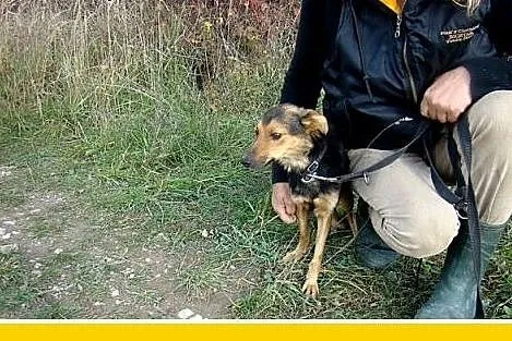Mikrosuczka, 5 kg,łagodna,wesoła,tulaśna BOBINKA.A