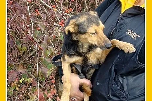 Mikrosuczka, 5 kg,łagodna,wesoła,tulaśna BOBINKA.A