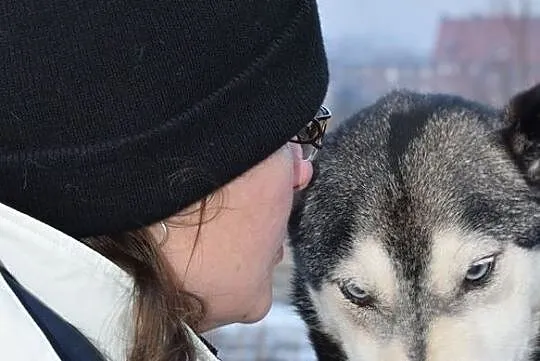 SYBIR-husky- mały indywidualista zaprasza na space, Będzin