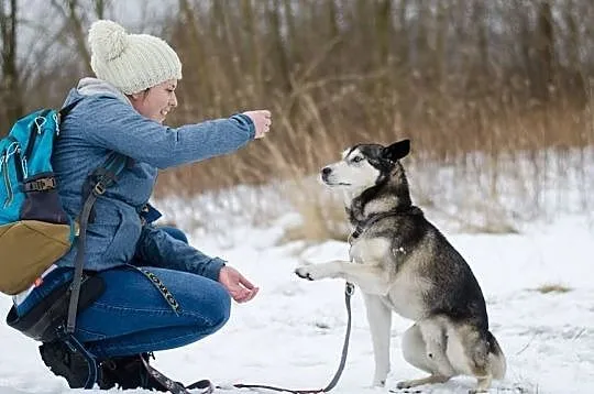 SYBIR-husky- mały indywidualista zaprasza na space, Będzin