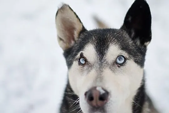 SYBIR-husky- mały indywidualista zaprasza na space, Będzin