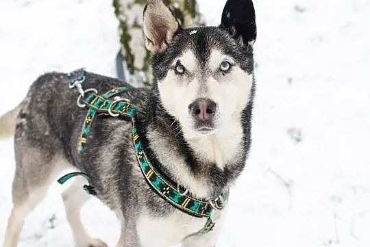 SYBIR-husky- mały indywidualista zaprasza na space, Będzin