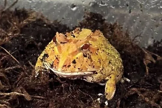 Żaba rogata sprzedam