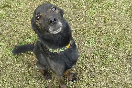 Tedi szuka domu!