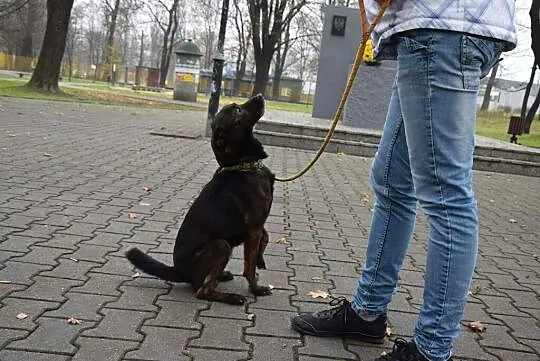 Tedi szuka domu!