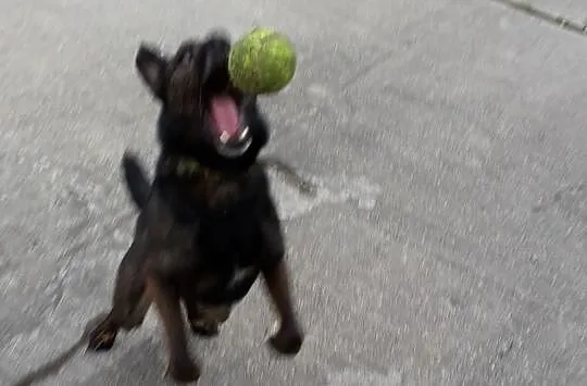 Tedi szuka domu!