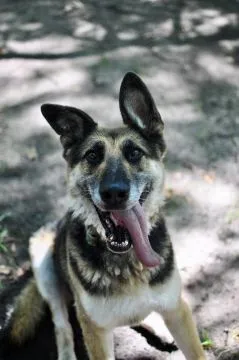 Horaś - ideał z klapniętym uszkiem szuka domu!  Horaś został znaleziony w połowie czerwca 2021r., gd, , Warszawa