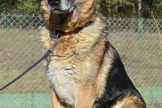 GRETA!! piękna sunia szuka Domku!!!,  mazowieckie 