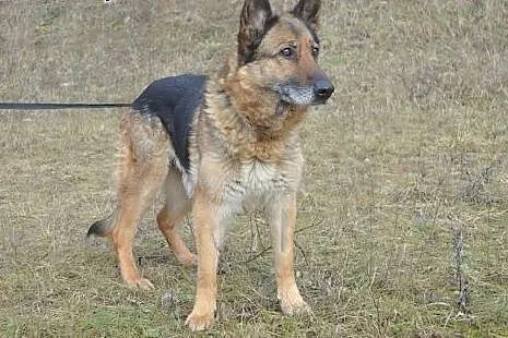 GRETA!! piękna sunia szuka Domku!!!,  mazowieckie 
