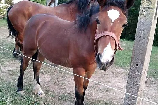 Sprzedam źrebaka
