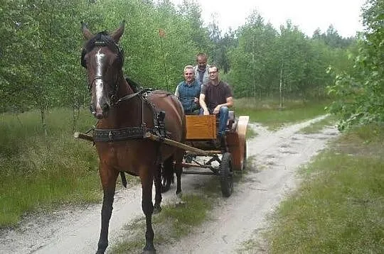 Sprzedam klacz do rekreacji., Kujawsko-pomorskie, Grudziądz