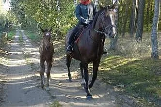 Sprzedam klacz do rekreacji., Grudziądz