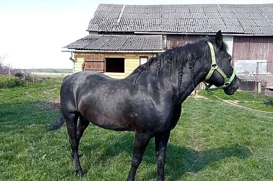 Ogier Huculski Stanówka, Lubelskie, Dobryniów-Kolonia