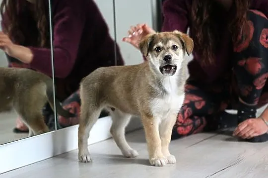 Fayer 50% słodyczy i 50% urwisa - pokochasz go od razu !, Łódzkie, Łódź