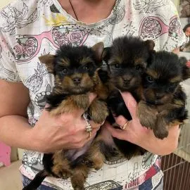 Szczenięta rasy Yorkshire Terrier do adopcji E-mail: {{amandinelisa01@gmail.com}}