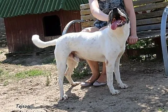 Tajson - piekny pies szuka domu, Nowy Dwór Mazowiecki